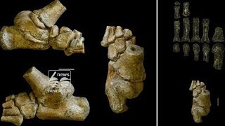 human ancestors walked two feet