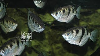 archer fish could recognize people