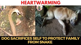 #HeartWarming | Dog sacrifices self to protect family from snake