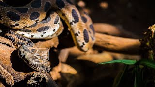 snake gave birth to 36 in mumbai