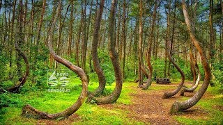 croocked forest of poland