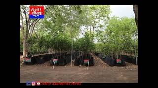 રાજકોટ જિલ્લામાં વન વિભાગ દ્વારા 22 લાખ રોપાને ઉછેરી વિતરણ કર્યા