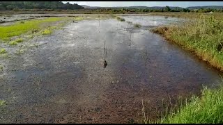 #Destroyed | Saline water enters fields at Mandrem, Paliem