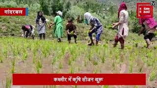 कश्मीर में कृषि सीजन शुरू, मजदूर ना मिलने से खुद ही परिवार समेत धान रोपने में जुटे किसान