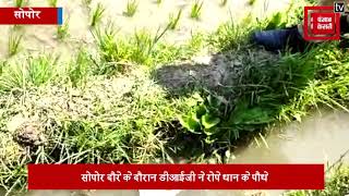 धान के खेत में मजदूर बन उतरे डीआईजी नॉर्थ कश्मीर सुजीत कुमार, रोपे पौधे