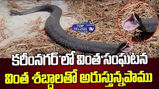 Viral Video : కరీంనగర్ లో వింత శబ్దాలతో అరుస్తున్నపాము  | Karimnagar Snake | Top Telugu TV