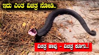 ಆಂಧ್ರದಲ್ಲಿ ಕಾಣಿಸಿಕೊಂಡ ವಿಚಿತ್ರ ಹಾವು ???? | Snake Making a Strange Noise | Karimnagar