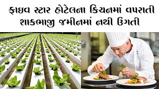 The vegetable used in the Five Star Hotel does not grow on the ground | Hydroponic Farming