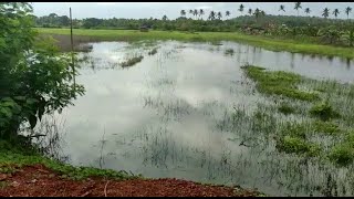 Development at the cost of environment? Rampant land filling leads to flooding of fields in Guirim