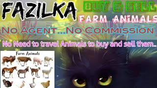 Fazilka :- Buy & Sale Farm Animals ♧ Cow, Buffalo, Sheeps - घर बैठें गाय भैंस खरीदें बेचें..