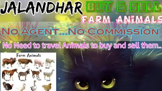 Jalandhar :- Buy & Sale Farm Animals ♧ Cow, Buffalo, Sheeps - घर बैठें गाय भैंस खरीदें बेचें..