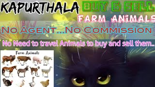 Kapurthala :- Buy & Sale Farm Animals ♧ Cow, Buffalo, Sheeps - घर बैठें गाय भैंस खरीदें बेचें..