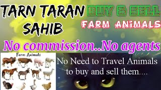 Tarn Taran Sahib :- Buy & Sale Farm Animals ♧ Cow -घर बैठें गाय भैंस खरीदें बेचें..