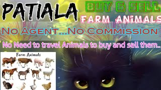 Patiala :- Buy & Sale Farm Animals ♧ Cow, Buffalo, Sheeps - घर बैठें गाय भैंस खरीदें बेचें..