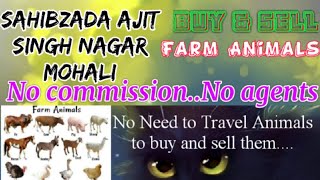 Sahibzada Ajit Singh Nagar :- Buy & Sale Farm Animals ♧ Cow -घर बैठें गाय भैंस खरीदें बेचें..