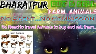 Bharatpur :- Buy & Sale Farm Animals ♧ Cow, Buffalo, Sheeps - घर बैठें गाय भैंस खरीदें बेचें..