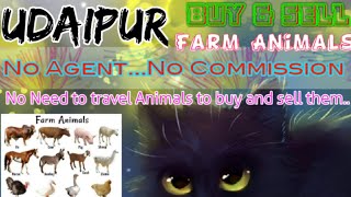 Udaipur :- Buy & Sale Farm Animals ♧ Cow, Buffalo, Sheeps - घर बैठें गाय भैंस खरीदें बेचें..