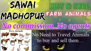 Sawai Madhopur :- Buy & Sale Farm Animals ♧ Cow, Buffalo, Sheeps - घर बैठें गाय भैंस खरीदें बेचें..
