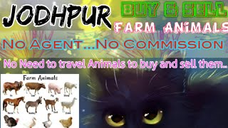 Jodhpur :- Buy & Sale Farm Animals ♧ Cow, Buffalo, Sheeps - घर बैठें गाय भैंस खरीदें बेचें..