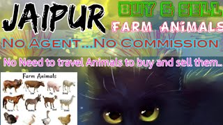 Jaipur :- Buy & Sale Farm Animals ♧ Cow, Buffalo, Sheeps - घर बैठें गाय भैंस खरीदें बेचें..