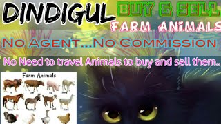 Dindigul :- Buy & Sale Farm Animals ♧ Cow, Buffalo, Sheeps - घर बैठें गाय भैंस खरीदें बेचें..