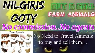 Nilgiris Ooty :- Buy & Sale Farm Animals ♧ Cow, Buffalo, Sheeps - घर बैठें गाय भैंस खरीदें बेचें..