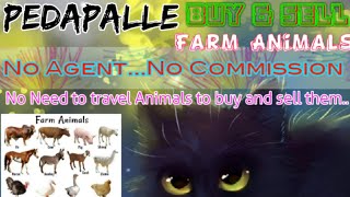 Pedapalle :- Buy & Sale Farm Animals ♧ Cow, Buffalo, Sheeps - घर बैठें गाय भैंस खरीदें बेचें..