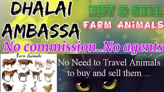 Dhalai Ambassa :- Buy & Sale Farm Animals ♧ Cow, Buffalo, Sheeps - घर बैठें गाय भैंस खरीदें बेचें..