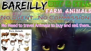 Bareilly :- Buy & Sale Farm Animals ♧ Cow, Buffalo, Sheeps - घर बैठें गाय भैंस खरीदें बेचें..