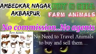 Ambedkarnagar Akbarpur :- Buy & Sale Farm Animals ♧ Cow, Buffalo - घर बैठें गाय भैंस खरीदें बेचें