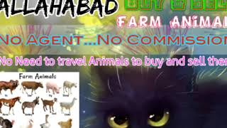 Allahabad :- Buy & Sale Farm Animals ♧ Cow, Buffalo, Sheeps - घर बैठें गाय भैंस खरीदें बेचें..