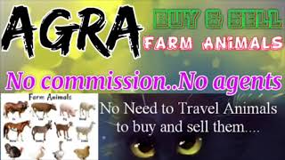 Agra :- Buy & Sale Farm Animals ♧ Cow, Buffalo, Sheeps - घर बैठें गाय भैंस खरीदें बेचें..