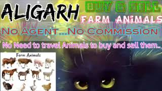 Aligarh :- Buy & Sale Farm Animals ♧ Cow, Buffalo, Sheeps - घर बैठें गाय भैंस खरीदें बेचें..