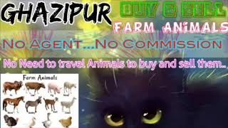 Ghazipur :- Buy & Sale Farm Animals ♧ Cow, Buffalo, Sheeps - घर बैठें गाय भैंस खरीदें बेचें..