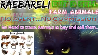 RAEBARELI :- Buy & Sale Farm Animals ♧ Cow, Buffalo, Sheeps - घर बैठें गाय भैंस खरीदें बेचें..