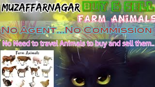 Muzaffarnagar :- Buy & Sale Farm Animals ♧ Cow, Buffalo, Sheeps - घर बैठें गाय भैंस खरीदें बेचें..