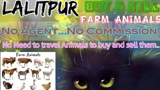 Lalitpur :- Buy & Sale Farm Animals ♧ Cow, Buffalo, Sheeps - घर बैठें गाय भैंस खरीदें बेचें..