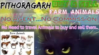 Pithoragarh :- Buy & Sale Farm Animals ♧ Cow, Buffalo, Sheeps - घर बैठें गाय भैंस खरीदें बेचें..