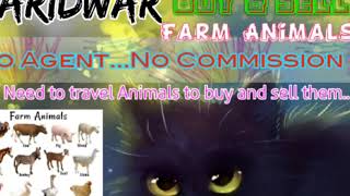 Haridwar :- Buy & Sale Farm Animals ♧ Cow, Buffalo, Sheeps - घर बैठें गाय भैंस खरीदें बेचें..