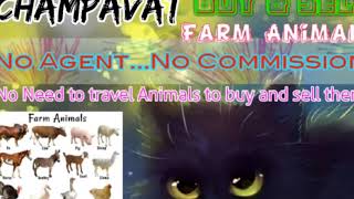 Champavat :- Buy & Sale Farm Animals ♧ Cow, Buffalo, Sheeps - घर बैठें गाय भैंस खरीदें बेचें..