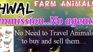 Pauri Garhwal :- Buy & Sale Farm Animals ♧ Cow, Buffalo, Sheeps - घर बैठें गाय भैंस खरीदें बेचें..