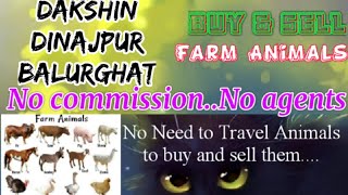 Dinajpur Balurghat :- Buy & Sale Farm Animals ♧ Cow, Buffalo - घर बैठें गाय भैंस खरीदें बेचें