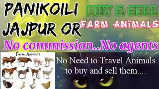 Panikoili Jajpur :- Buy & Sale Farm Animals ♧ Cow  - घर बैठें गाय भैंस खरीदें बेचें..