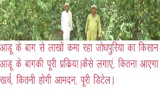 आडू के बाग से लाखों कमा रहा Jodhpuria का किसान, जानें aadu के बाग की पूरी प्रक्रिया, कितना आएगा खर्च
