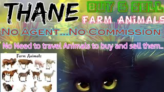 Thane :- Buy & Sale Farm Animals ♧ Cow, Buffalo, Sheeps - घर बैठें गाय भैंस खरीदें बेचें..