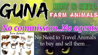 Guna :- Buy & Sale Farm Animals ♧ Cow, Buffalo, Sheeps - घर बैठें गाय भैंस खरीदें बेचें..