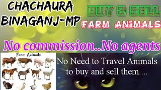 Chachaura Binaganj :- Buy & Sale Farm Animals ♧ Cow - घर बैठें गाय भैंस खरीदें बेचें..