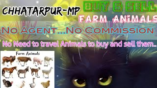 Chhatarpur :- Buy & Sale Farm Animals ♧ Cow, Buffalo, Sheeps - घर बैठें गाय भैंस खरीदें बेचें..