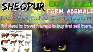 Sheopur :- Buy & Sale Farm Animals ♧ Cow, Buffalo, Sheeps - घर बैठें गाय भैंस खरीदें बेचें..
