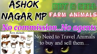 Ashok nagar :- Buy & Sale Farm Animals ♧ Cow, Buffalo, Sheeps - घर बैठें गाय भैंस खरीदें बेचें..